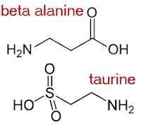 beta alanine and taurine|Beta Alanine and Taurine Interactions Discussed..